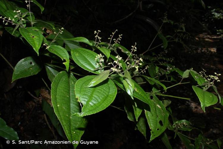 <i>Miconia aliquantula</i> Wurdack, 1987 © S. Sant/Parc Amazonien de Guyane