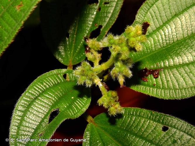 <i>Miconia bracteata</i> (DC.) Triana, 1872 © S. Sant/Parc Amazonien de Guyane