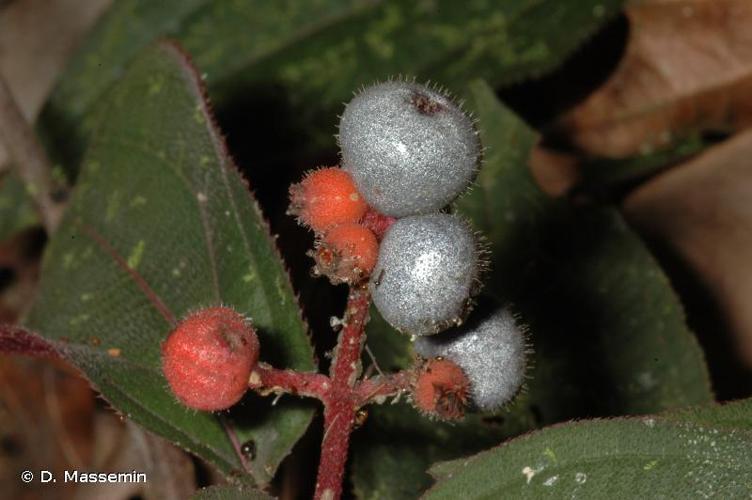 <i>Miconia ceramicarpa</i> (DC.) Cogn., 1887 © D. Massemin