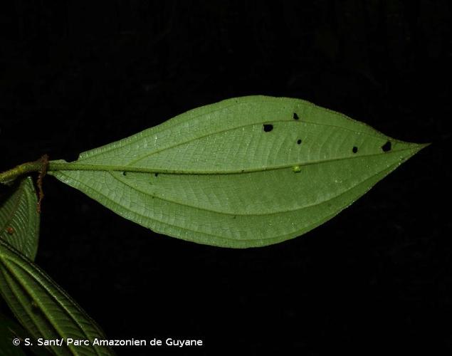 <i>Miconia diaphanea</i> Gleason, 1935 © S. Sant/ Parc Amazonien de Guyane