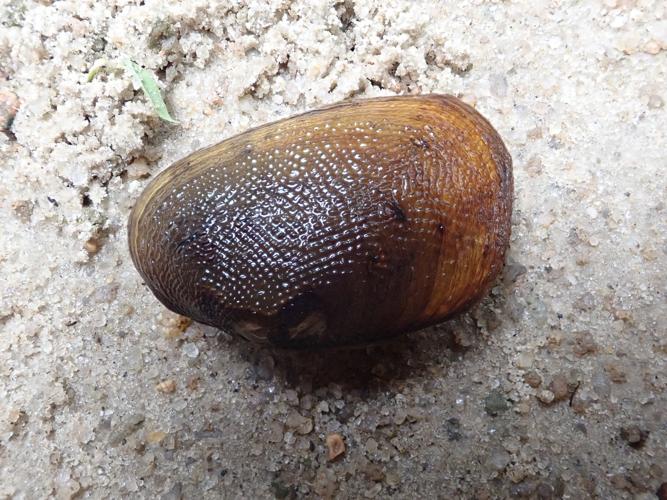 Diplodon granosus (crique Nouvelle France, Saül, 2019) © L. Godé/Parc Amazonien de Guyane