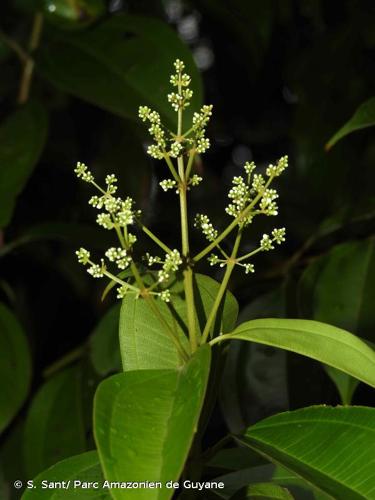 <i>Miconia kappleri</i> Naudin, 1851 © S. Sant/ Parc Amazonien de Guyane