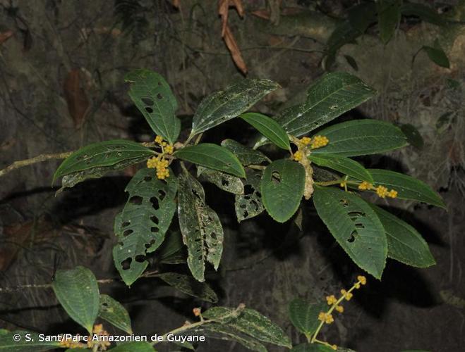 <i>Miconia matthaei</i> Naudin, 1851 © S. Sant/Parc Amazonien de Guyane