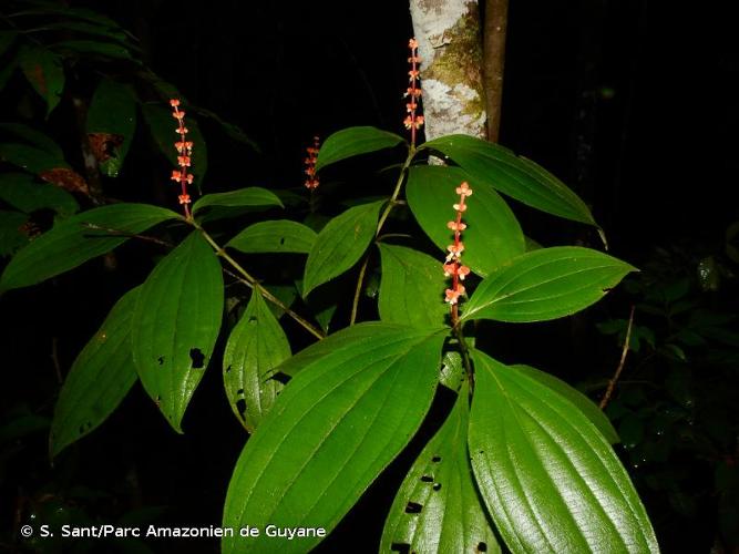 <i>Miconia nervosa</i> (Sm.) Triana, 1872 © S. Sant/Parc Amazonien de Guyane