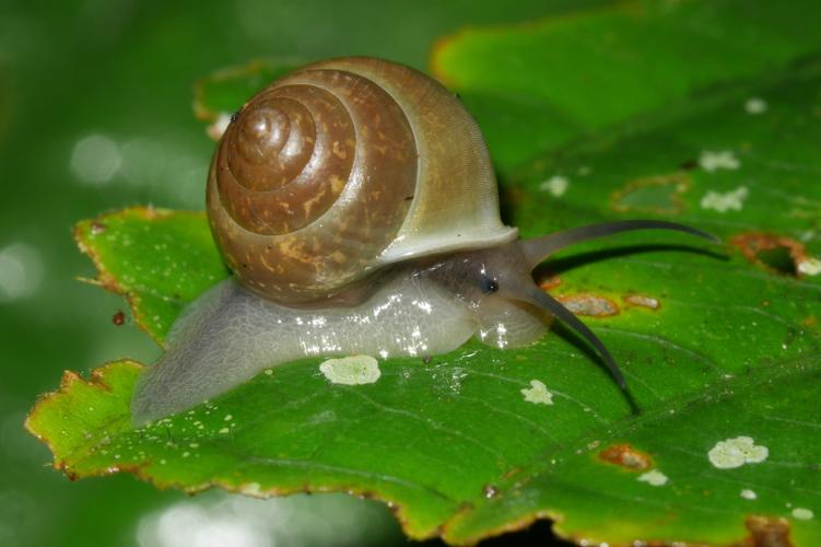 Alcadia pellucida (Saül, 2018) © O. Gargominy/MNHN