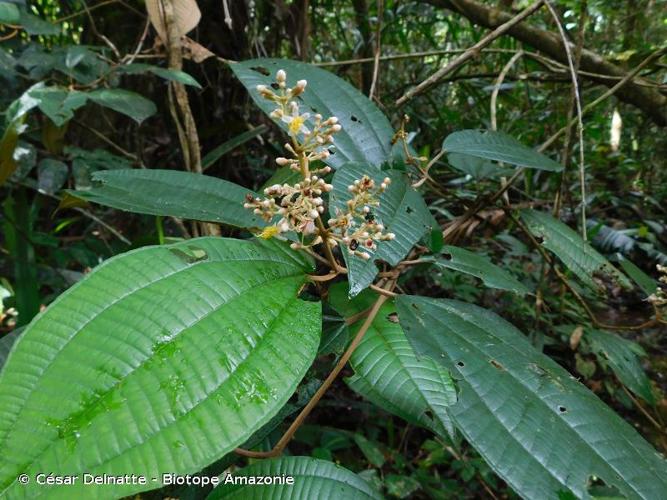 <i>Miconia pubipetala</i> Miq., 1851 © César Delnatte - Biotope Amazonie