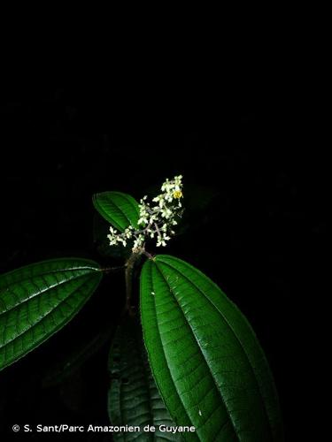 <i>Miconia sastrei</i> Wurdack, 1980 © S. Sant/Parc Amazonien de Guyane