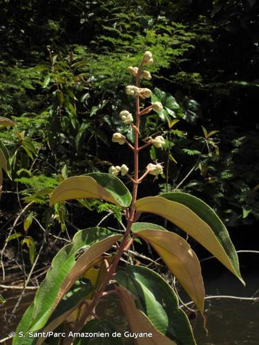 <i>Miconia serrulata</i> (DC.) Naudin, 1851 © S. Sant/Parc Amazonien de Guyane