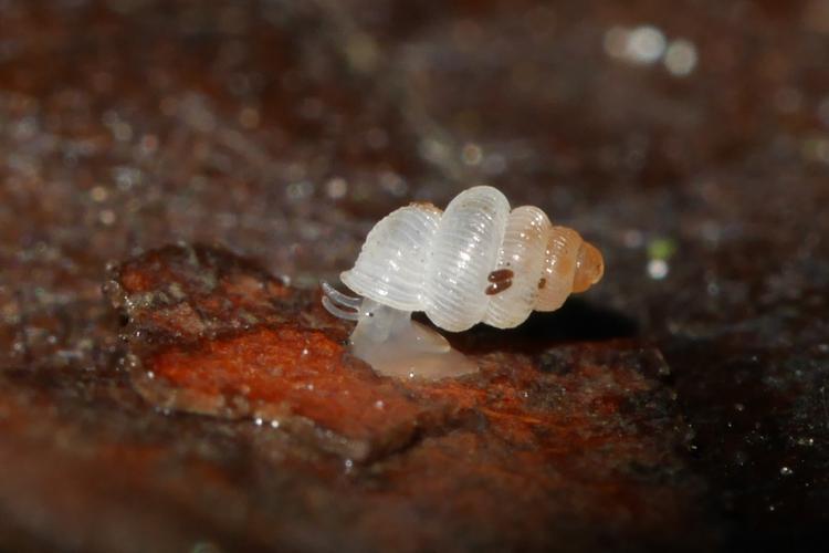 Adelopoma sp. (Saül, 2018) © O. Gargominy/MNHN