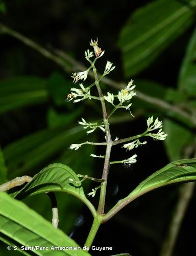 <i>Miconia tillettii</i> Wurdack, 1964 © S. Sant/Parc Amazonien de Guyane