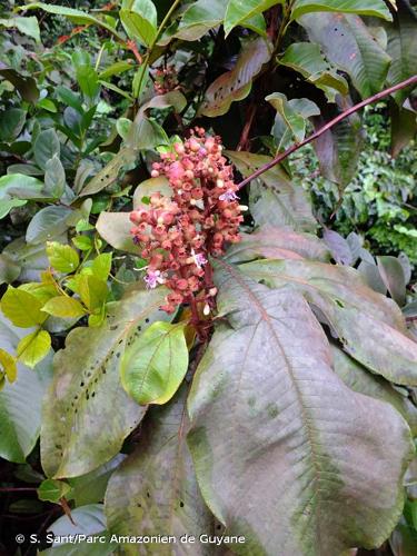 <i>Miconia tomentosa</i> (Rich.) D.Don ex DC., 1828 © S. Sant/Parc Amazonien de Guyane