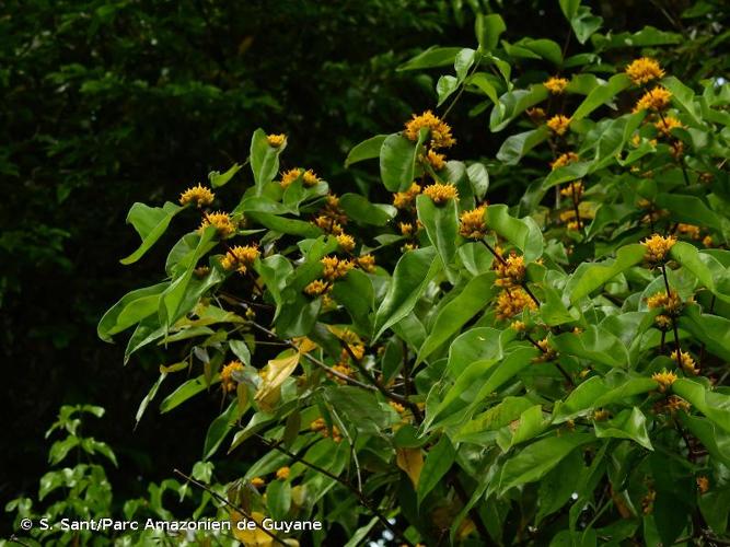 <i>Mouriri acutiflora</i> Naudin, 1852 © S. Sant/Parc Amazonien de Guyane