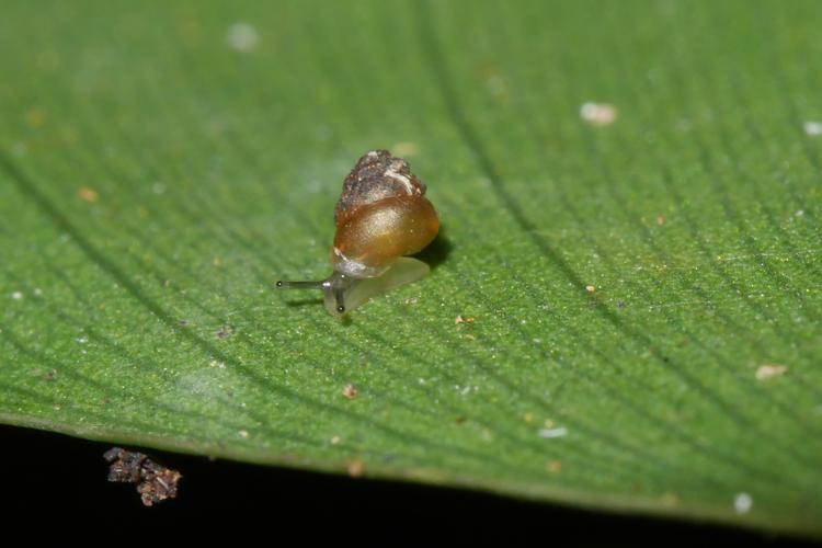 Bothriopupa breviconus (Saül, 2018) © O. Gargominy/MNHN