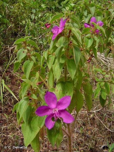 <i>Rhynchanthera grandiflora</i> (Aubl.) DC., 1828 © C. Delnatte