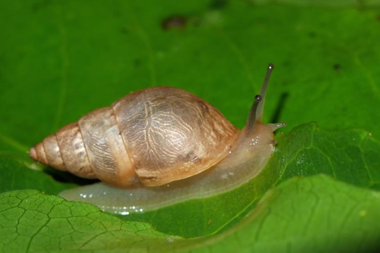 Bulimulus tenuissimus eyriesii (Saül, 2018) © O. Gargominy/MNHN