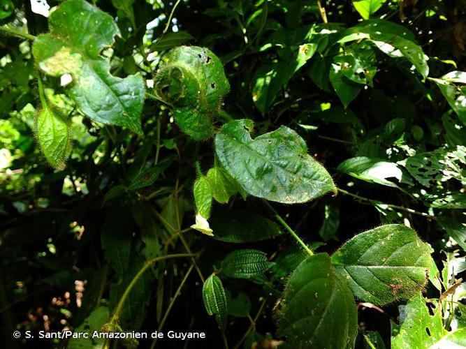 <i>Mendoncia bivalvis</i> (L.f.) Merr., 1948 © S. Sant/Parc Amazonien de Guyane