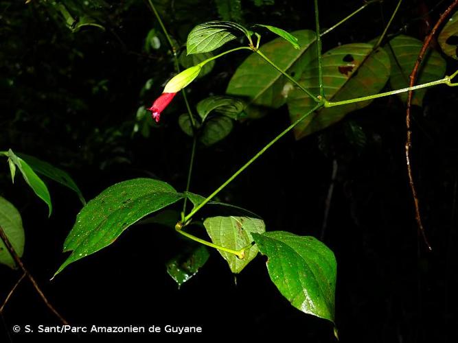 <i>Mendoncia hoffmannseggiana</i> Nees, 1847 © S. Sant/Parc Amazonien de Guyane