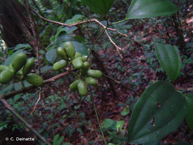 <i>Abuta grandifolia</i> (Mart.) Sandwith, 1937 © C. Delnatte