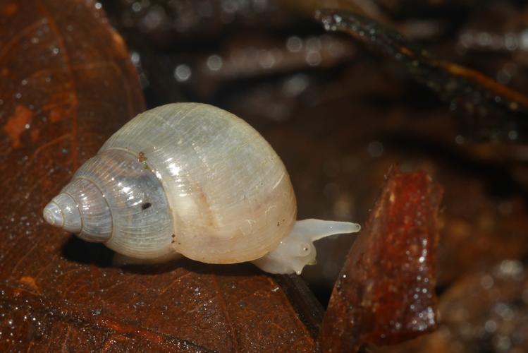 Leptinaria unilamellata (Saül, 2018) © O. Gargominy/MNHN