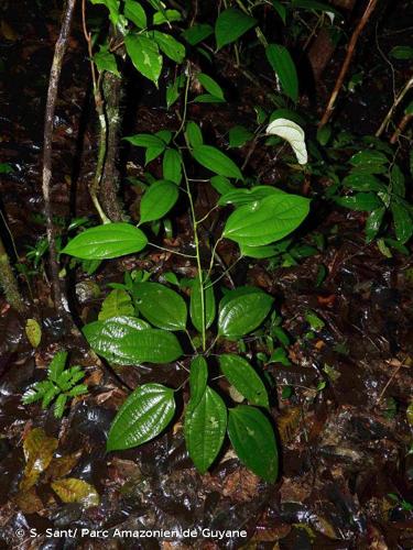 <i>Curarea candicans</i> (Rich. ex DC.) Barneby & Krukoff, 1971 © S. Sant/ Parc Amazonien de Guyane