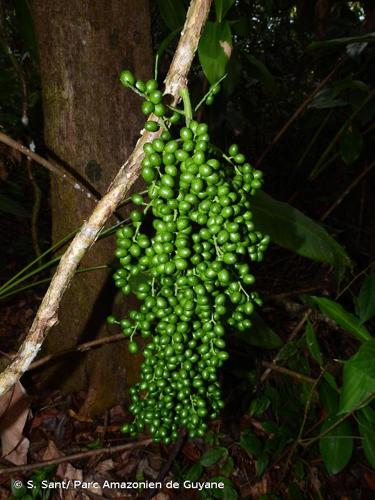 <i>Odontocarya wullschlaegelii</i> (Eichler) Barneby, 1970 © S. Sant/ Parc Amazonien de Guyane