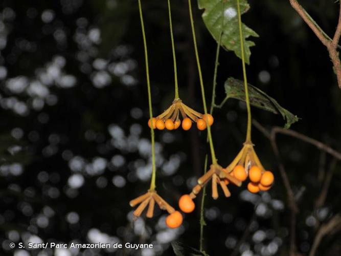 <i>Sciadotenia cayennensis</i> Benth., 1861 © S. Sant/ Parc Amazonien de Guyane