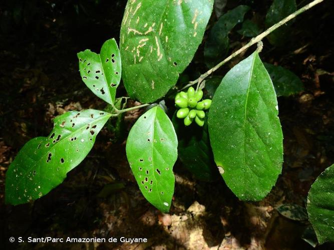 <i>Mollinedia ovata</i> Ruiz & Pav., 1798 © S. Sant/Parc Amazonien de Guyane