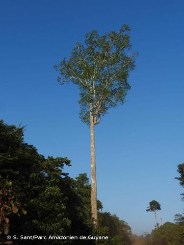 <i>Bagassa guianensis</i> Aubl., 1775 © S. Sant/Parc Amazonien de Guyane