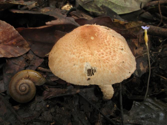 Agaricus rufo-aurantiacus (Saül, 2019) © G. Corriol/CBN Pyrénées et Midi-Pyrénées