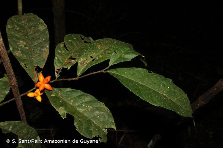 <i>Clarisia ilicifolia</i> (Spreng.) Lanj. & Rossberg, 1936 © S. Sant/Parc Amazonien de Guyane