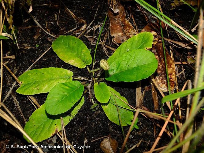 <i>Dorstenia brasiliensis</i> Lam., 1786 © S. Sant/Parc Amazonien de Guyane