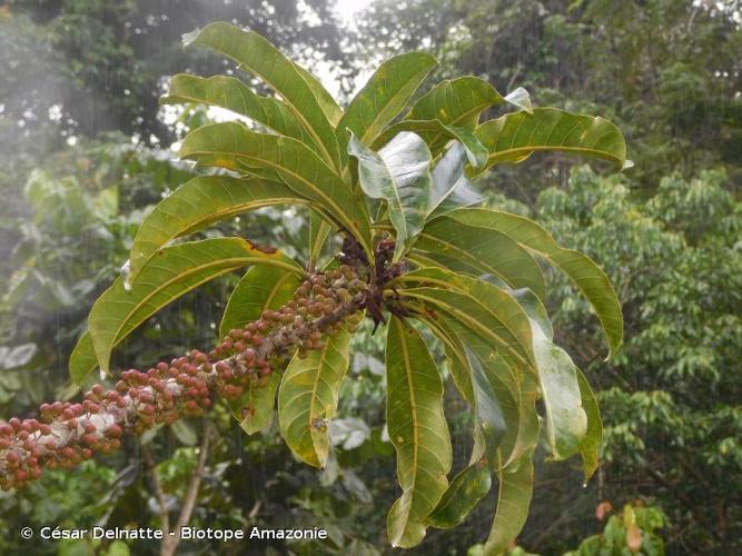 <i>Ficus caballina</i> Standl., 1936 © César Delnatte - Biotope Amazonie