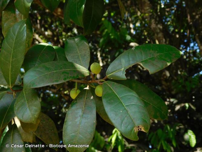 <i>Ficus maxima</i> Mill., 1768 © César Delnatte - Biotope Amazonie