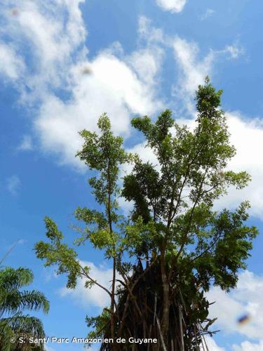 <i>Ficus schumacheri</i> (Liebm.) Griseb., 1859 © S. Sant/ Parc Amazonien de Guyane