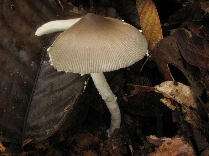 Amanita crebresulcata (Saül, 2019) © G. Corriol/CBN Pyrénées et Midi-Pyrénées