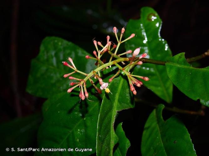 <i>Ardisia guianensis</i> (Aubl.) Mez, 1901 © S. Sant/Parc Amazonien de Guyane