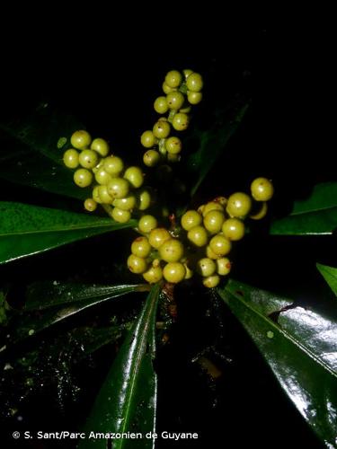 <i>Cybianthus microbotrys</i> A.DC., 1841 © S. Sant/Parc Amazonien de Guyane