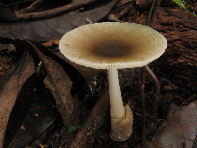 Amanita lanivolva (Saül, 2019) © G. Corriol/CBN Pyrénées et Midi-Pyrénées