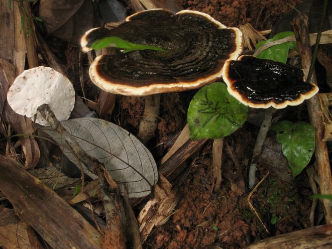 Amauroderma schomburgkii (Saül, 2019) © G. Corriol/CBN Pyrénées et Midi-Pyrénées