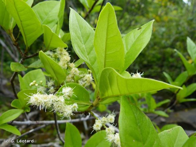 <i>Myrcia tomentosa</i> (Aubl.) DC., 1828 © G. Léotard