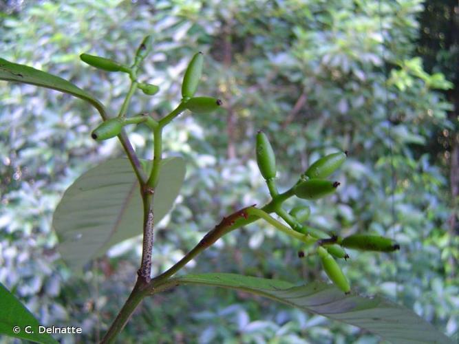 <i>Neea ovalifolia</i> Spruce ex J.A.Schmidt, 1872 © C. Delnatte