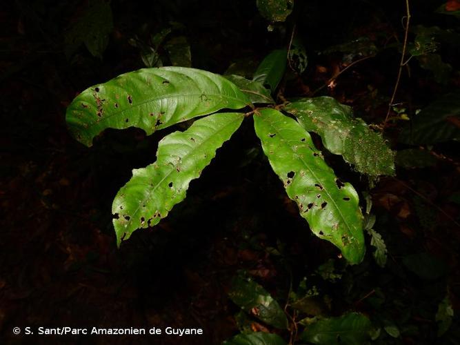 <i>Ouratea erecta</i> Sastre, 1994 © S. Sant/Parc Amazonien de Guyane