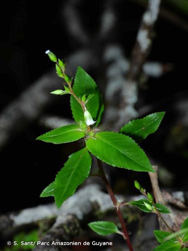 <i>Sauvagesia tafelbergensis</i> Sastre, 1970 © S. Sant/ Parc Amazonien de Guyane