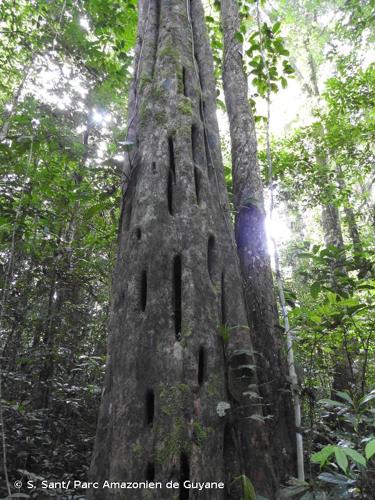 <i>Minquartia guianensis</i> Aubl., 1775 © S. Sant/ Parc Amazonien de Guyane