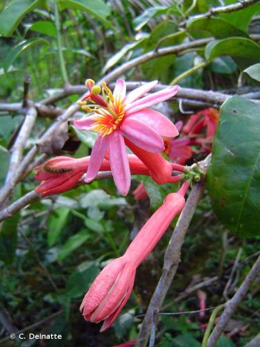 <i>Passiflora amoena</i> L.K.Escobar, 1994 © C. Delnatte