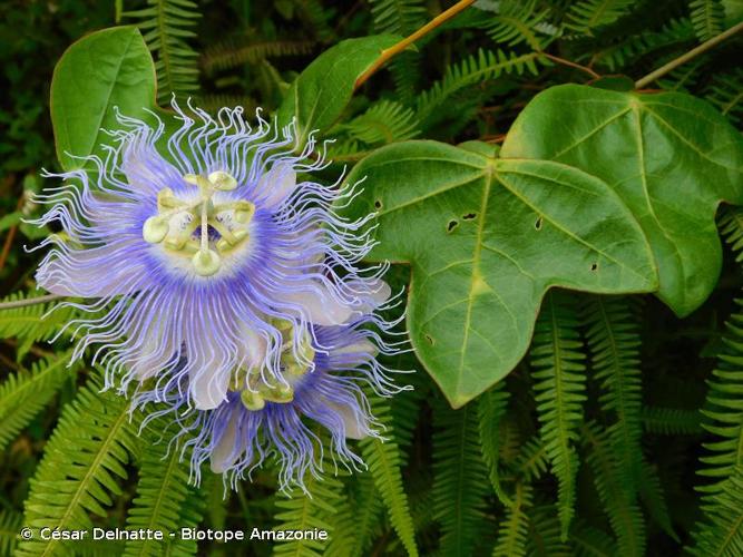 <i>Passiflora garckei</i> Mast., 1871 © César Delnatte - Biotope Amazonie