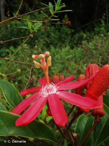 <i>Passiflora glandulosa</i> Cav., 1790 © C. Delnatte