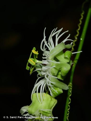 <i>Passiflora misera</i> Kunth, 1817 © S. Sant/ Parc Amazonien de Guyane