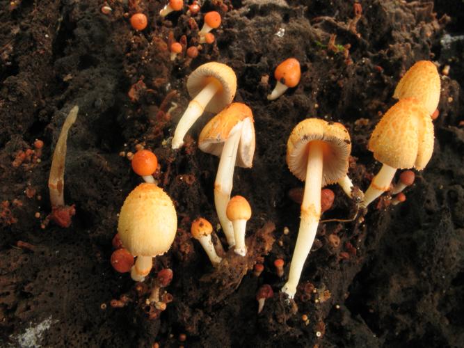 Coprinopsis mexicana (Saül, 2019) © G. Corriol/CBN Pyrénées et Midi-Pyrénées