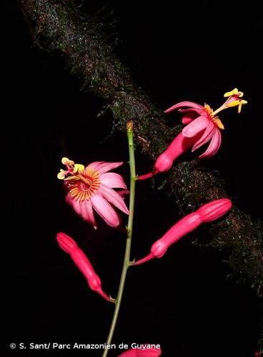 <i>Passiflora saulensis</i> Feuillet, 2002 © S. Sant/ Parc Amazonien de Guyane